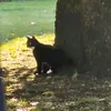 mia_gizmo2024