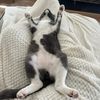 Pete The Cat