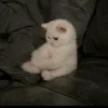 .m__m_a7