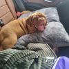 igor_thebordeauxdog