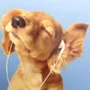poetaporai