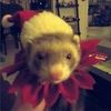 ferret_family_3