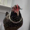 chickenpicken