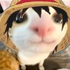 dluffygomu1425