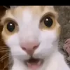 xhiaxhiato
