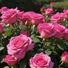 awatef.hamed60