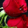 hasna.hena.akter.m