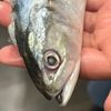 fish.fish.emo