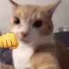 cacxaoxaot0