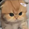 gnuh_miss_yl