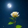 mohammad.nayem4289