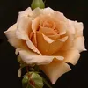 ema_glaly8