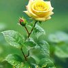 love.iran52