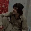 fida_gull_804