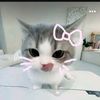 qaireen.shazia6