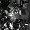 nihad_jabiyeff