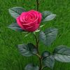md.esha.deul.via