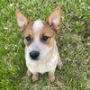 vegas_the_acd