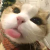 nianieeanaror