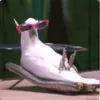 pastaparrot