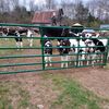 1stgendodge52ldairyfarm