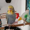 maisiespookies
