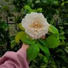elif.demir545