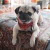 cash.the.pug