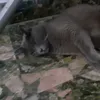 ggetgafbidfbjrfbtedfv
