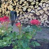 gardeningfromscratch_