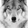 nikolay_8423