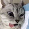 korbanghostingrorrr