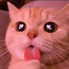 gatita39329