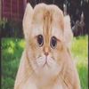cooljay.1