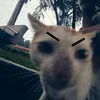 ljlylyly_