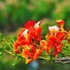 hoa.phuong281