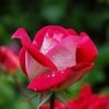 israt.jahan.nuri5