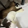 meowsynovie