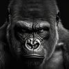 silverback704