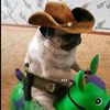 cowboy.dog2