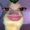 xandyy_reii