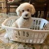 puppyjack51