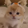 sy4kasterva0_ooo