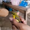 sl_kicau
