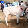 shazaibchohan3