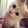 nev_hehe