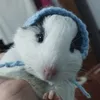 ptqt_zz