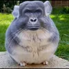 thanhdaplo