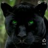 blacktigerisbeck1
