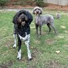 mytwodoodles